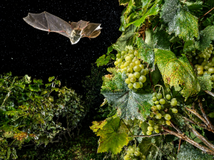 Chauve-souris dans un vignoble à Lamarque (33460)