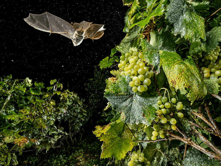 Chauve-souris dans un vignoble à Lamarque (33460)
