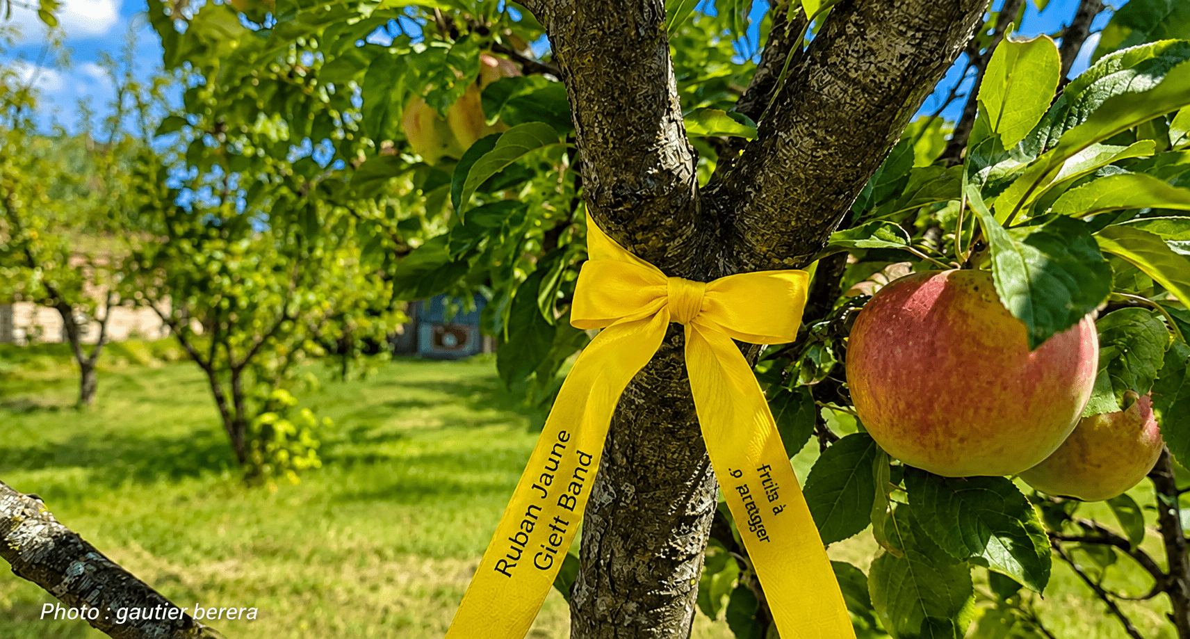 Ruban jaune sur un pommier permettant de récolter gratuitement les fruits